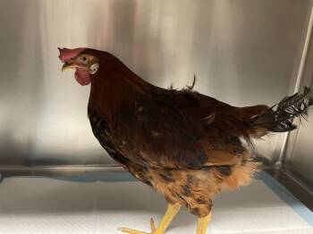 A613685 -  Chicken Bird for Adoption in Modesto, California - A613685 | PetCurious