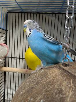 Gomez -  Parakeet Bird for Adoption in Fall River, Massachusetts - Gomez | PetCurious