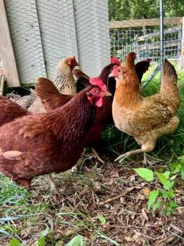 Hen Group -  Chicken Bird for Adoption in Nashville, Tennessee - Hen Group | PetCurious