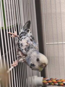 Myrtille -  Parakeet Bird for Adoption in Montreal, Quebec - Myrtille | PetCurious