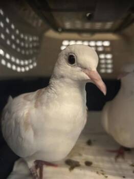 Dove Birds Available for Adoption in Montreal, Quebec - Eden | PetCurious