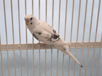 Cotton -  Parakeet Bird for Adoption in Minneapolis, Minnesota - Cotton | PetCurious