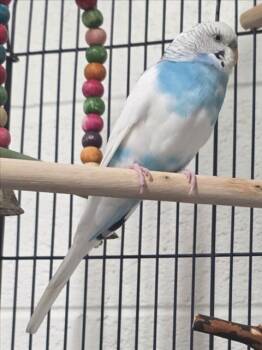 BLUEBERRY MANILA -  Parakeet Bird for Adoption in Derwood, Maryland - BLUEBERRY MANILA | PetCurious