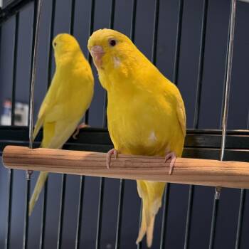 Corn*Bonded w/ Banana* -  Parakeet Bird for Adoption in Kennebunk, Maine - Corn*Bonded W/ Banana* | PetCurious