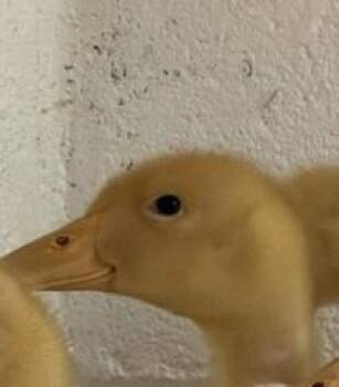 Sleepy Duck -  Duck Bird for Adoption in Fairfax, Virginia - Sleepy Duck | PetCurious