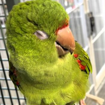 Gilligan -  Conure Bird for Adoption in Lenexa, Kansas - Gilligan | PetCurious