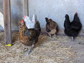 GHOST -  Chicken Bird for Adoption in Santa Cruz, California - GHOST | PetCurious