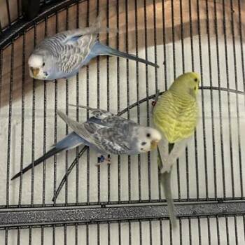 Greg -  Parakeet Bird for Adoption in Dayton, Ohio - Greg | PetCurious