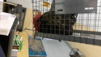 GONZO -  Chicken Bird for Adoption in Tulsa, Oklahoma - GONZO | PetCurious