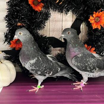 Tidbit & Astoria (married couple) -  Pigeon Bird for Adoption in Chicago, Illinois - Tidbit & Astoria (married Couple) | PetCurious