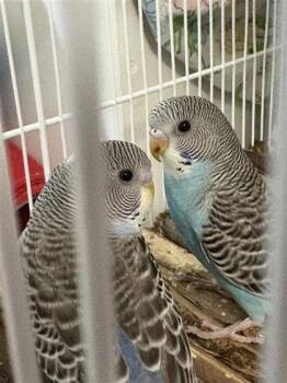 2 -  Parakeet Bird for Adoption in Montreal, Quebec - 2 | PetCurious