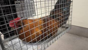 A613248 -  Chicken Bird for Adoption in Modesto, California - A613248 | PetCurious