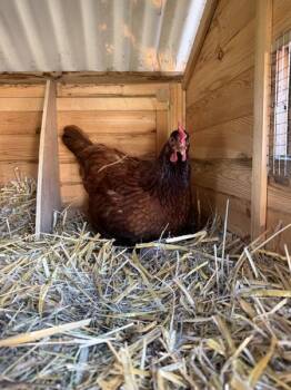 Vivian -  Chicken Bird Available for Adoption in Stratham, New Hampshire - Vivian | PetCurious