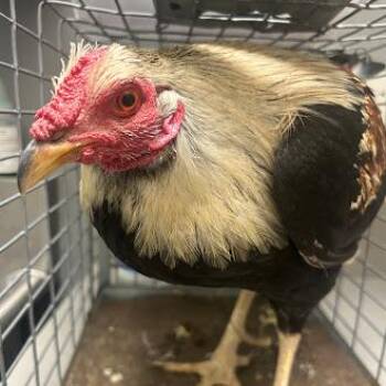Chicken Birds Available for Adoption - BEAKER | PetCurious