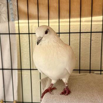 FRIDAY -  Pigeon Bird Available for Adoption in Leesburg, Virginia - FRIDAY | PetCurious