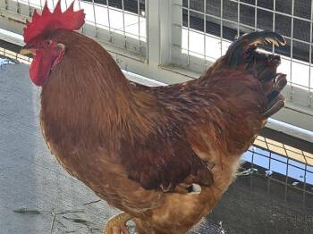 Chicken Birds Available for Adoption - MIKEY | PetCurious