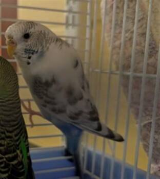 MONA -  Budgie Budgerigar Bird for Adoption in Colorado Springs, Colorado - MONA | PetCurious