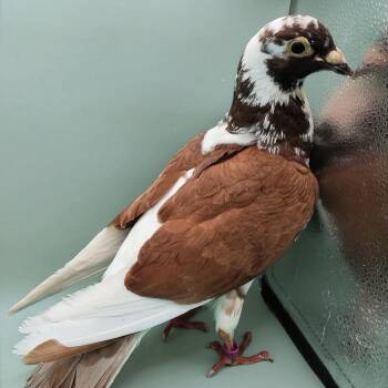 Rocky Road -  Pigeon Bird for Adoption in Chicago, Illinois - Rocky Road | PetCurious