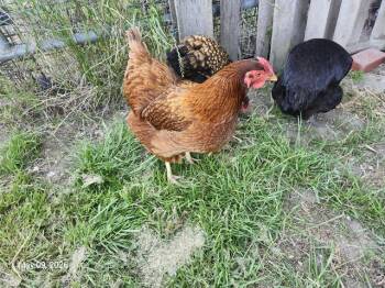 Chicken Birds Available for Adoption in Santa Cruz, California - SABRINA | PetCurious