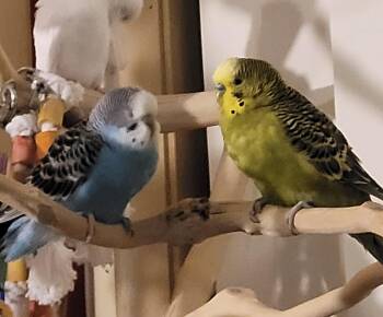 Budgie Budgerigar Birds Available for Adoption in Aurora, Illinois - Forest And Blue | PetCurious