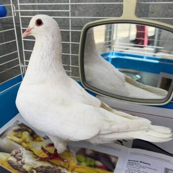 Pigeon Birds Available for Adoption in Burlingame, California - Shortcake | PetCurious