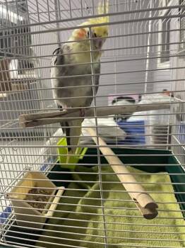 EMU -  Cockatiel Bird for Adoption in Boston, Massachusetts - EMU | PetCurious