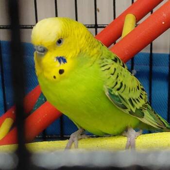 Parakeet Birds Available for Adoption - 19 | PetCurious