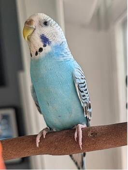 Budgie Budgerigar Birds Available for Adoption - Lenna | PetCurious