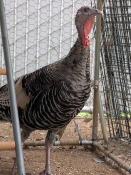 IRA -  Turkey Bird for Adoption in Ontario, California - IRA | PetCurious
