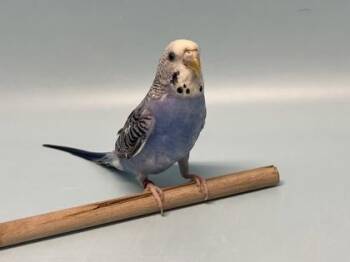 Ticky -  Parakeet Bird for Adoption in Golden Valley, Minnesota - Ticky | PetCurious