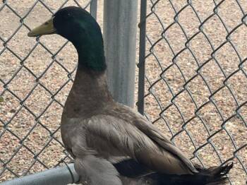 QUACK SPARROW -  Duck Bird for Adoption in Pueblo, Colorado - QUACK SPARROW | PetCurious
