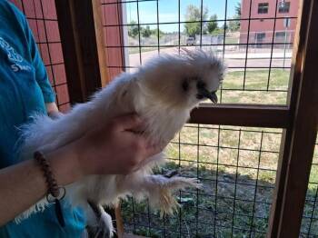 LITTLE -  Chicken Bird for Adoption in Colorado Springs, Colorado - LITTLE | PetCurious