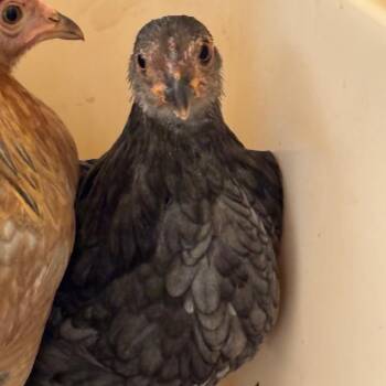 109185 -  Chicken Bird for Adoption in Las Cruces, New Mexico - 109185 | PetCurious