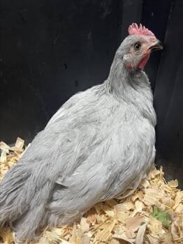 LOUIE -  Chicken Bird for Adoption in Loveland, Colorado - LOUIE | PetCurious