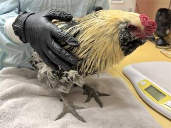 CLICK CLUCKIN -  Chicken Bird for Adoption in Colorado Springs, Colorado - CLICK CLUCKIN | PetCurious