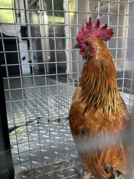 Chicken Birds Available for Adoption in Fort Myers, Florida - A1106452 | PetCurious