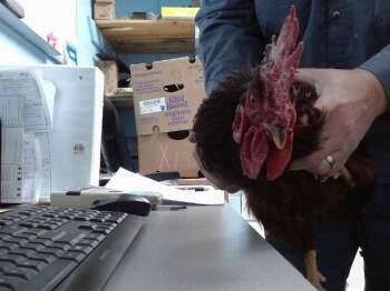 Chicken Birds Available for Adoption in Albuquerque, New Mexico - CHARLIE | PetCurious