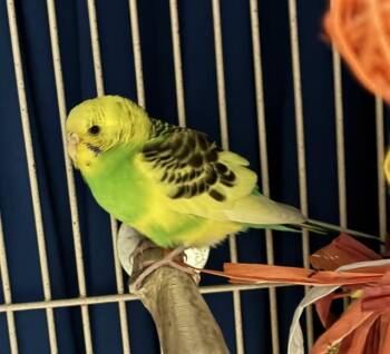 LUCY LOU -  Parakeet Bird for Adoption in Fort Wayne, Indiana - LUCY LOU | PetCurious