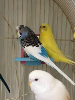 Rosalina -  Parakeet Bird for Adoption in Lowell, Massachusetts - Rosalina | PetCurious