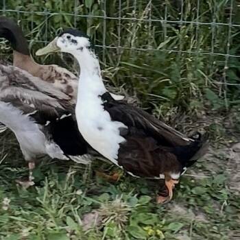 Daytona -  Duck Bird for Adoption in Quakertown, Pennsylvania - Daytona | PetCurious