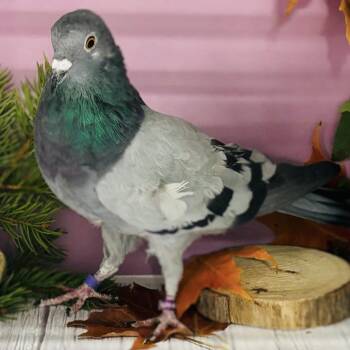 Pigeon Birds Available for Adoption in Chicago, Illinois - Lucky Calumet | PetCurious