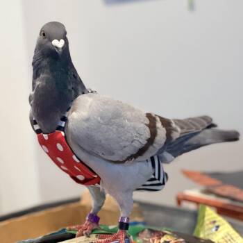 Pigeon Birds Available for Adoption in Chicago, Illinois - Regina | PetCurious