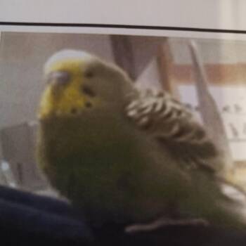 Jello -  Budgie Budgerigar Bird for Adoption in Modesto, California - Jello | PetCurious