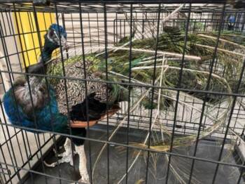 BLUEY -  Peacock Peafowl Bird for Adoption in Las Vegas, Nevada - BLUEY | PetCurious