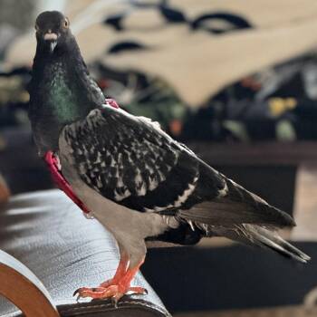 Shelby -  Pigeon Bird for Adoption in Chicago, Illinois - Shelby | PetCurious