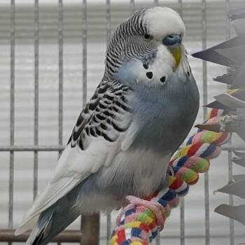 Parakeet Birds Available for Adoption in Kanab, Utah - Prince | PetCurious