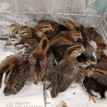 Chicks 01 -57 -  Chicken Bird for Adoption in Modesto, California - Chicks 01 -57 | PetCurious