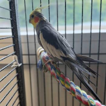 Pete & Smoke -  Cockatiel Bird for Adoption in Alma, Michigan - Pete & Smoke | PetCurious