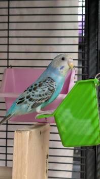 Marty McFly -  Parakeet Bird for Adoption in Coquitlam, British Columbia - Marty McFly | PetCurious