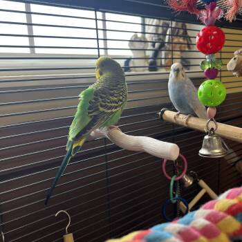 Parakeet Birds Available for Adoption - Becky & Jerry (bonded Pair) | PetCurious